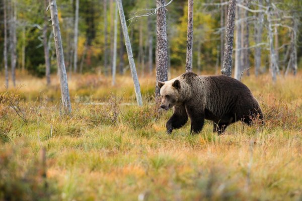 Comment planifier un itinéraire de camping pour observer les ours bruns en Alaska?