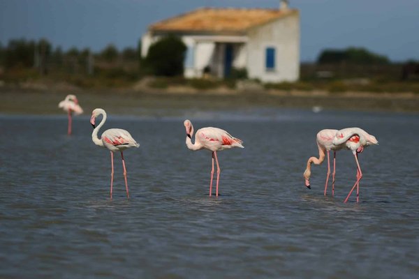 Comment choisir une croisière qui propose des excursions pour observer les flamants roses en Camargue?
